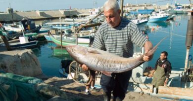 Proibido comercializar peixes do Mediterrâneo