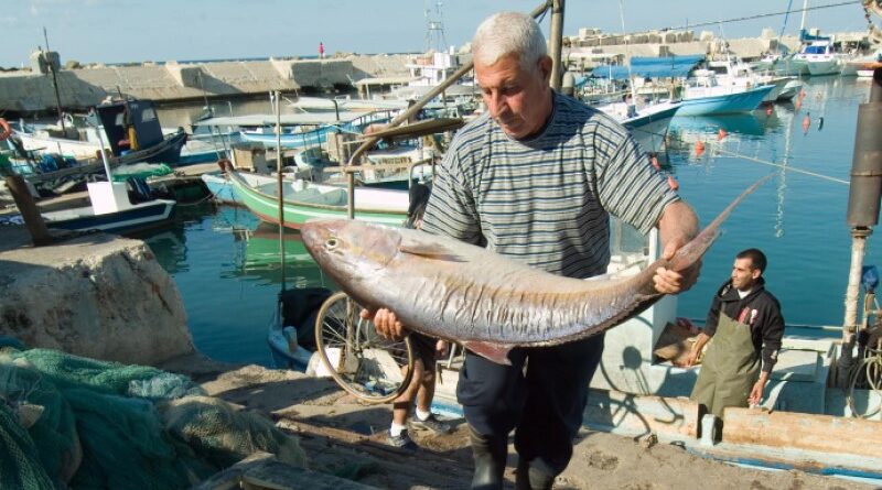 Proibido comercializar peixes do Mediterrâneo