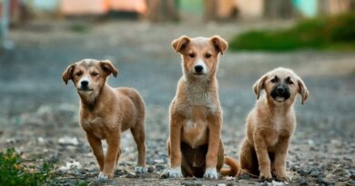 DNA nas fezes de cachorro dará multa