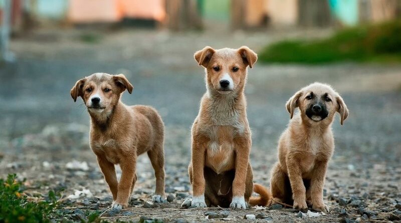 DNA nas fezes de cachorro dará multa