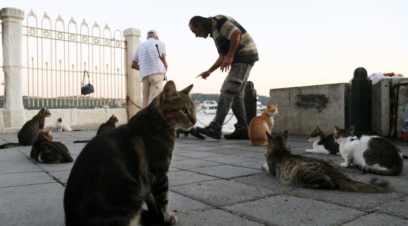 NIS 6 milhões para gatos de rua