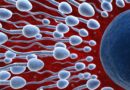 Cientistas cultivam esperma em laboratório