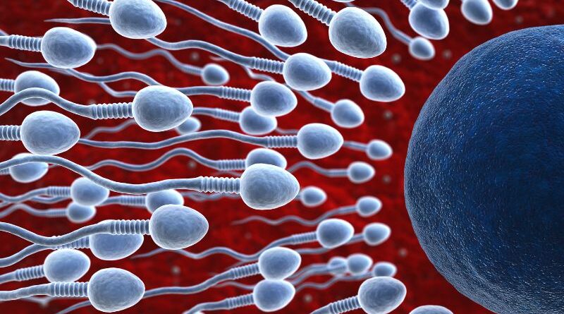 Cientistas cultivam esperma em laboratório