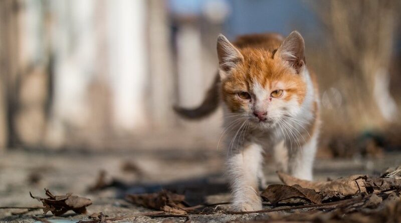 Saco de gatos