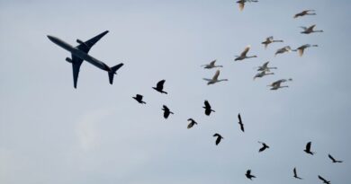 Migração de pássaros põe em risco