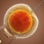 A lei sobre fertilização in vitro