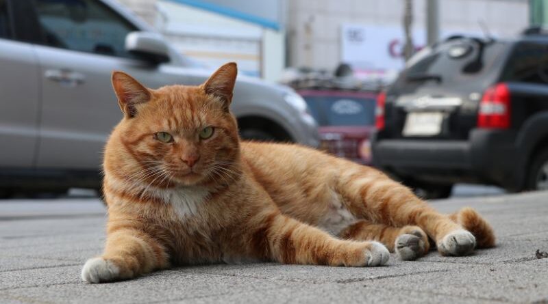 Infecção felina em Chipre