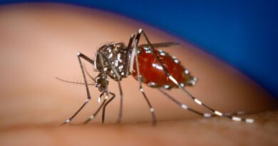 Mosquitos com vírus do Nilo Ocidental
