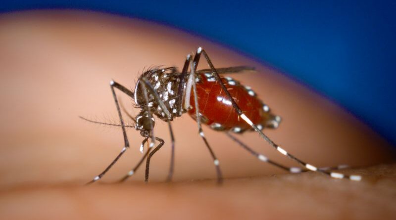 Mosquitos com vírus do Nilo Ocidental