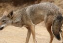 Lobos e coiotes