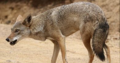 Lobos e coiotes