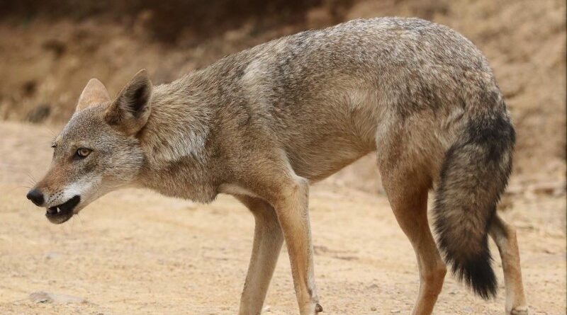 Lobos e coiotes