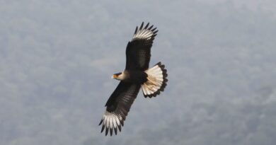 Aves de rapina para encontrar corpos