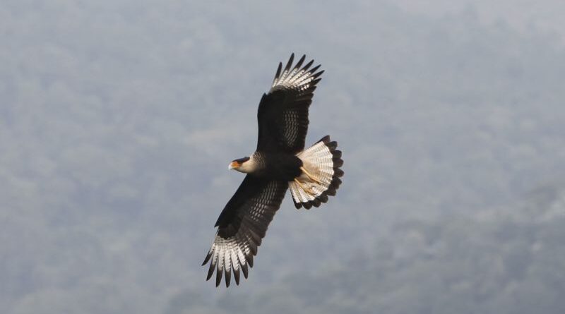 Aves de rapina para encontrar corpos