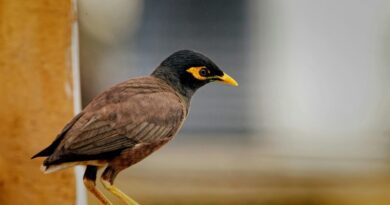 Oi sou a Myna