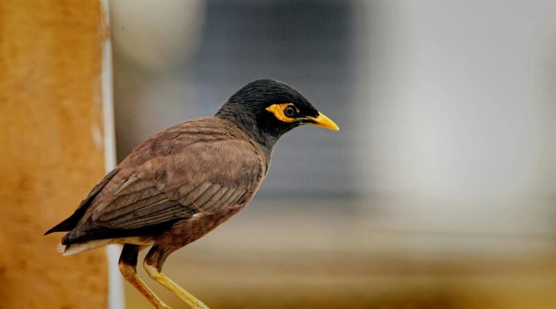 Oi sou a Myna