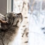 À espera do primeiro impacto