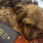 Levando o passaporte, alguns dólares, documentos locais, minha alma e o meu cachorro